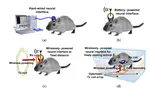 Wirelessly Powered Cage Designs for Supporting Long-Term Experiments on Small Freely Behaving Animals in a Large Experimental Arena